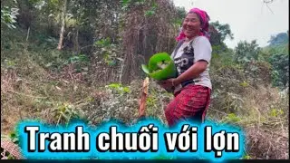 Đi lấy lõi chuối về nấu ăn#doanvanbau #namkhumcoop #chuyenmoituan 