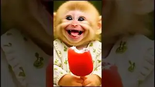 funniest animals video #012 | #funnyanimals #cute #short