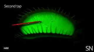 Watch a Venus flytrap glow in response to touch | Science News