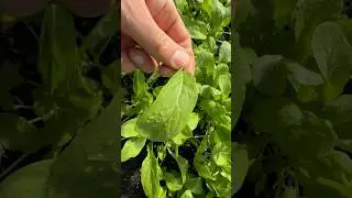 Never Buying Lettuce Again 🥬