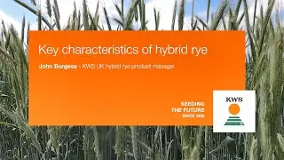 Key characteristics of hybrid rye