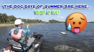 1v1 During the Dog Days of Summer