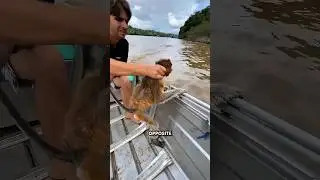 Proboscis Monkey Swimming #shorts #youtubeshorts #viralshorts #facts #amazingfacts