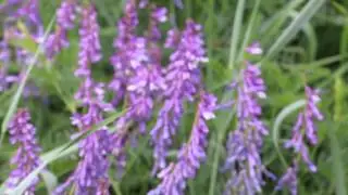 Горошек мышиный Vicia cracca