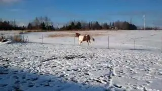 Kruzing Altitude '11 filly by The Krymsun Kruzer