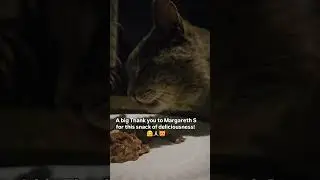 Feral Buster showed up for a midnight snack last night! #beautifulcat #feedingcats #feralcats #cats