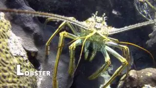 Underwater ABC's