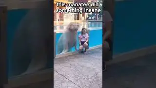 This Manatee Did Something Insane #shorts