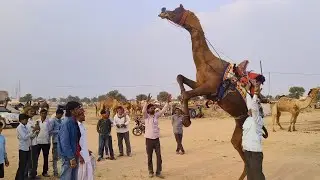 नागौर मेले में आकर्षक का केंद्र बना कजोड़मल का कालू ऊंट || nagaur pashu mela 2025