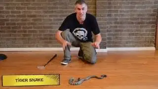 Australian Venomous Land Snakes - CrittaCam