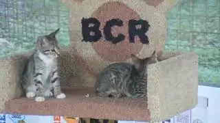 Kitten Cabana