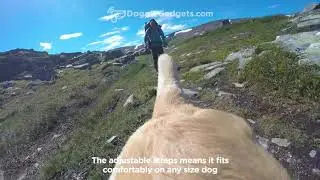 Dog Harness for GoPro Cameras