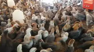 متوفير للبيع بإذن الله الهاتف 0700750056 وتساب مرحبا الاخوان المدينة سيدي سلمان الغرب