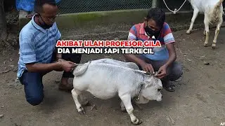 Sapi Terkecil di Dunia, Tidak Ada yang Tega Menyembelihnya