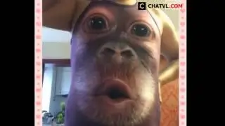 Amazing funny videos in the world 2015