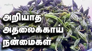 அறியாத அதலைக்காய்  நன்மைகள் | Athalakkai | Herbs Tamil | Aazhiya