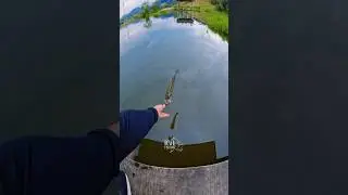 BLACKBASS NO DROP SHOT