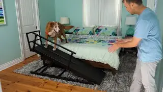 DoggoRamps Training Video - Large Dog Bed Ramp