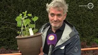 Hoe ga je de Japanse duizendknoop te lijf?