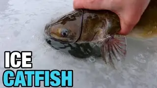 Ice Fishing for Pond Catfish Using Tip-Ups and Chicken Liver!!!