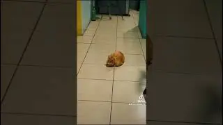 Nak&uuml; My Love 🐈❤️ #amoranimal #locomotive #viralvideo 🫠