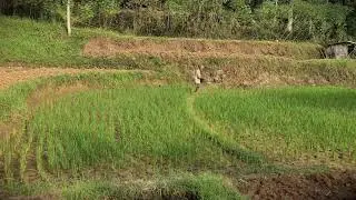 Paddy Field Care: Applying Chemical Fertilizer to Rice Seedlings _FarmersLife _Shorts