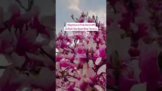 Magnolias in Peak Bloom: 10 Must-See Spots Near Toronto, Ontario, Canada🇨🇦 #travel #spring #canada
