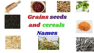 Grains,seeds and cereals names in English with picture.#shorts #dailyenglish