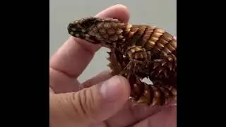 real mini  dragon 🐉 wow 😳 real mini dragon lizard amazing dragon lizard 🤩
