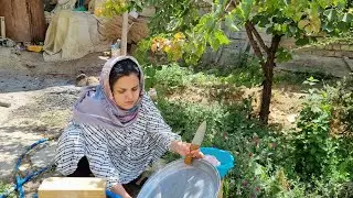 Grape leaves stuffed with chicken meat: Picking fresh grape leaves and cooking dolma