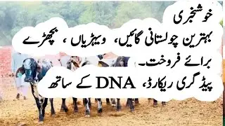 Elite Cholistani Cows heifers and Calves for sale