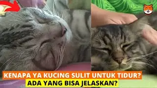 5 ALASAN KUCING SULIT TIDUR