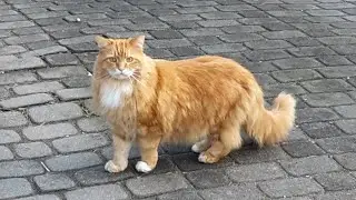 A CAT ON THE HUNT/ КОТИК НА ПОЛЮВАННІ🐈🐾🐾 #cat #cats #catvideos #catlovers #котики 