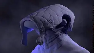 Blender sculpt: KOTOR Star Wars Selkath