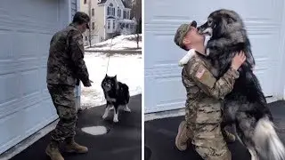 Husky Reunited with Military Dad