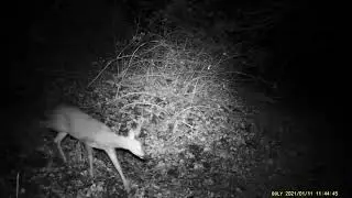 Fototrampeo en Invierno - Fototrampeoa Neguan | Fauna Navarra