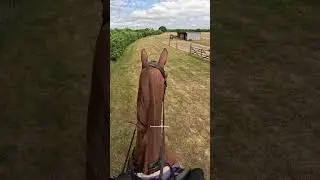 Макс знает, что вы все обожаете его пугающие видео! #лошадь #верховая езда #конныйспорт #gopro #ш...