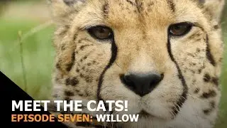 Meet the Cats! Episode Seven: Willow