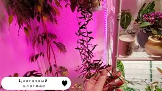 Влогмас. Успеть сделать все цветочные дела до Нового года