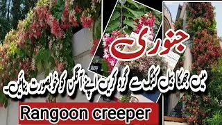 Geow Permanent Plant Rangoon Creeper in JanuaryMonth(Quisqualis indica) 🌿*