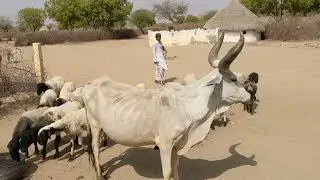 Animal Instincts and Reflexes