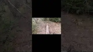 Нагонка #shorts  #nature #кино #hunting #лес #природа #dog #animals #mountains  #shoot #охота