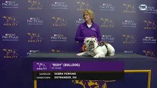 ,,Rudy,, Bulldog crush Master Agitility 2019 - Buldog Rudy to nand&aacute; Master Agility 2019