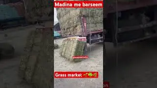 Grass market in madina #shortvideo #viralvideo #trendingshorts #hussainmotivation #shortsfeed