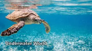 Relaxing Underwater World 🌊 | Deep Ocean Life 30 Minutes