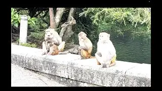 🐒 Aggressive monkeys mating ❤️&zwj;🔥 #shorts #wildlife #countrypark #hongkong