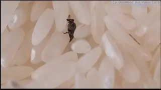 This Weevil Was Born in Your Rice and It’s Hungry   Deep Look