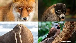 Learn Forest and Polar Animals | Learn Names and sounds of Animals | Animal guessing for Kids