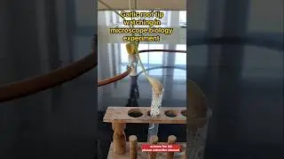 Наблюдение за кончиком корня чеснока в микроскопе. Биологический эксперимент. #шорты #тренд #биол...