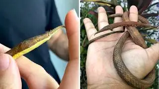 Malagasy Leaf-nosed Snake 🐍 The STRANGEST Snake Face!